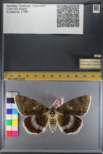 Media type: image;   Entomology 747165